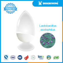 Gesundheitsprobiotikum Lactobacillus acidophilus